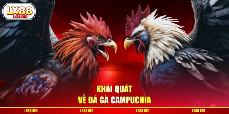 Khái quát về đá gà Campuchia